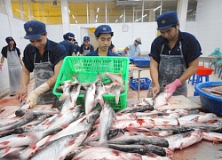 Sau tôm, cá tra, basa Việt cũng được Mỹ giảm thuế chống bán phá giá