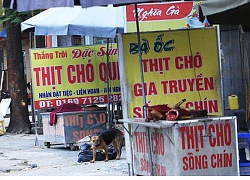 Thư cún con gửi quý ông bà đang ăn thịt chó: 'Chúng tôi không xin được hóa kiếp làm người'