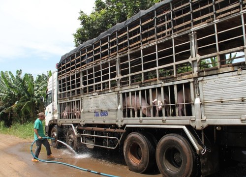 Tiêu hủy heo 'xách tay', xúc xích heo Trung Quốc vào VN