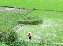 Tình cũ của ba tôi