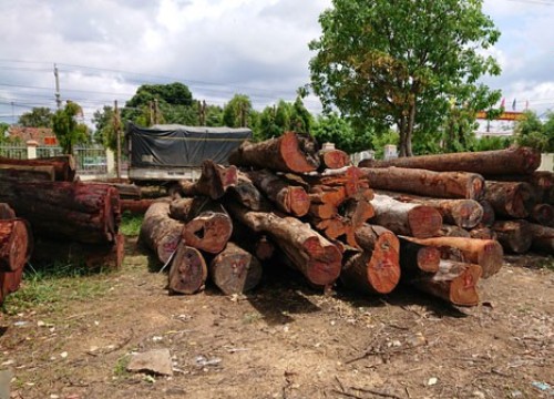 Vụ trùm gỗ lậu Phượng "râu": Không kỷ luật lãnh đạo Bộ đội Biên phòng Đắk Lắk