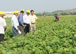 Đất lúa bỏ hoang, đem trồng đậu xanh nhà nông có tiền