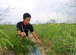 Tiến sĩ về quê làm giàu bằng nghề tay trái-trồng rau trên cát