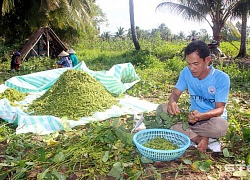 Trồng đậu nành rau, bán quả xanh, nhanh có tiền