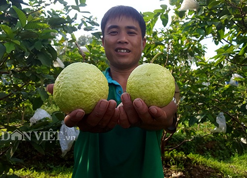 Trồng ổi lai, quả to như trứng ngỗng, da bóng, ngọt, bán cả năm