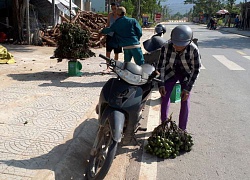 TT-Huế: Chưa từng có, giá cau cao kỷ lục, 1ha cau trị giá 700 triệu