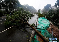 Bão Mangkhut tấn công Quảng Đông, cây cối ngã đổ hàng loạt