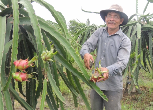 Bi kịch của người trồng lúa: Có nên "xoá sổ" cây lúa ở vùng đất khó?