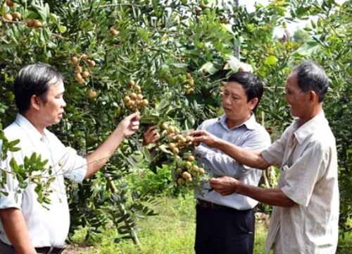 Bi kịch của người trồng lúa: Trầy trật tìm cây trồng thay thế