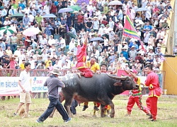 Biển người đội mưa xem các ông trâu "đấu vật"