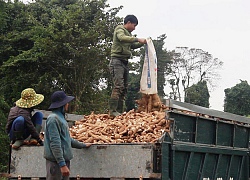 Đến khổ: Sắn tăng giá, mất trộm hàng chục tấn, dân hoang mang