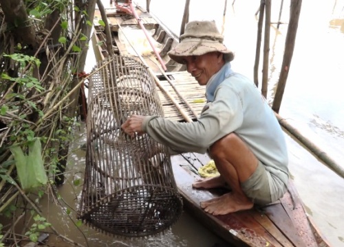 Đồng Tháp: Nước tràn đồng, tất bật bắt cá tôm, câu ếch kiếm tiền