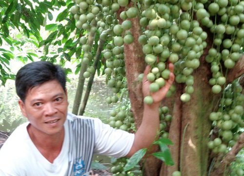 Hậu Giang: Ai qua Ngã Bảy, nhớ ghé vườn dâu lãi nửa tỷ đồng