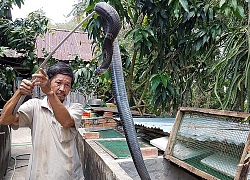 Kiên Giang: Bắt rắn hổ mang bò vào nhà và theo luôn nghề nuôi rắn độc