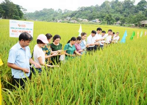 Loại gạo có vị thơm ngon nhờ nguồn nước suối trong vắt ở Tân Trào