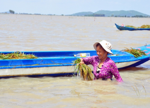 Lũ lên cao đe doạ đê bao, nhà nông thấp thỏm lo mất ăn lúa thu đông