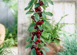 Từ A-Z cách trồng cherry tại nhà, vừa để trang trí vừa để lấy quả