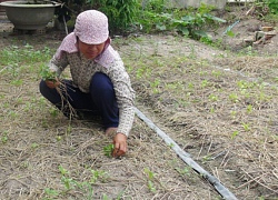 Vùng chuyên canh rau lao đao vì thời tiết