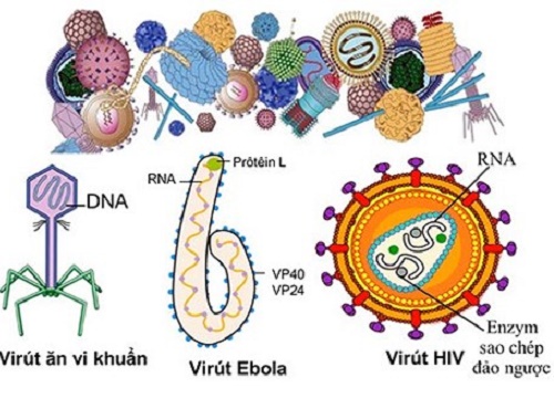 Bạn có biết vi rút là gì không? Vì sao chúng gây ra thật lắm bệnh?
