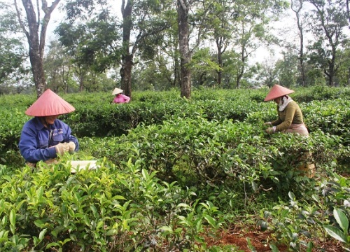 Hiếm thấy: Đồi chè cổ thụ trên 100 tuổi, 3 đời hái vẫn còn "mỏi tay"