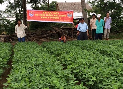 Khấm khá nhờ nghề nuôi dê, trồng đậu phộng ở đất nhiễm mặn