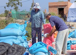 Lại mất mùa muối