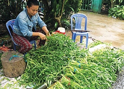 Mùa nước nổi An Giang: Thả rau ngổ ở sông, ngày nào cũng có tiền tiêu