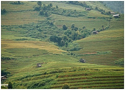 Nếu không đến Mù Cang Chải lúc này, sẽ không biết mùa lúa chín đẹp đến thế nào