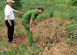 Quảng Trị: Chỉ 20 ngày, một xã xảy ra hơn 20 vụ trộm củ sắn