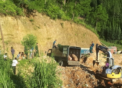 Tiêu hủy lợn vận chuyển trái phép qua biên giới Hà Giang