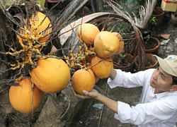 Trồng dừa 2 màu - vừa giàu vừa sang