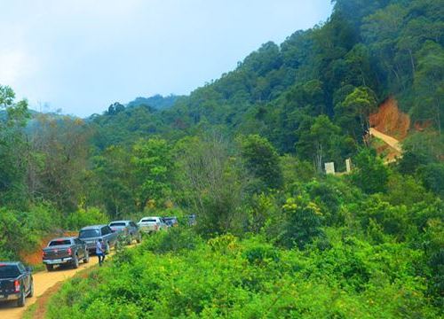 Vào 'thánh địa' loài sâm quý nhất thế giới