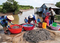 Cà Mau: Sàng sảy "con câm" ở dưới sông, kiếm vài trăm ngàn đồng