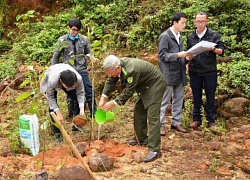 Đà Nẵng và kinh nghiệm "dật tắt" tư tưởng phá rừng trái phép