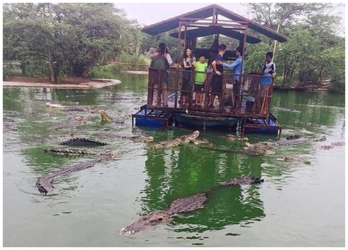 Ghé trang trại ở Thái Lan, thử tài câu cá sấu vừa dữ vừa đói giữa hồ