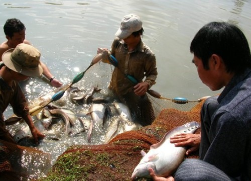 Giá cá thát lát tăng ngất ngưởng, cứ 1kg người nuôi lãi 45.000 đồng