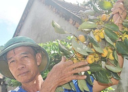 Nghệ An: Mê mẩn vườn hồng cổ thụ trĩu quả giữa trời thu