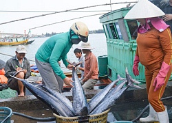 Ngư dân vươn khơi thêm gian nan