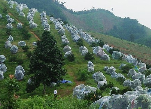 Nông dân mắc màn cho cả ngàn cây cam, sâu bọ cũng phải "bó tay"