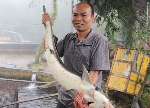 Nuôi loài "cá tàu ngầm" trên đỉnh mây mù, lãi 3 tỷ đồng/năm