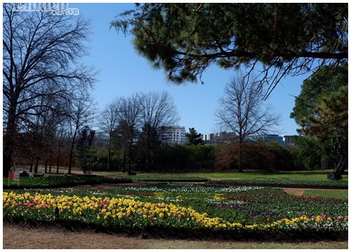 Tranh thủ tháng 9 này, phải ghé thăm lễ hội hoa Floriade để thưởng lãm một lần