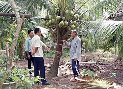 Trồng dừa xiêm lùn, không bán trái, chỉ bán cây, thu 400 triệu/năm