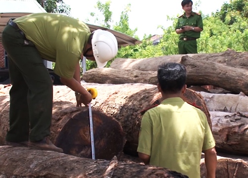 Vụ trùm gỗ lậu Phượng "râu": Bắt đội trưởng Kiểm lâm cơ động