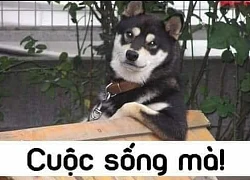 Câu nói hot nhất hôm nay: "Cuộc sống mà" và chuyện bi hài phía sau khiến ai cũng bó tay!