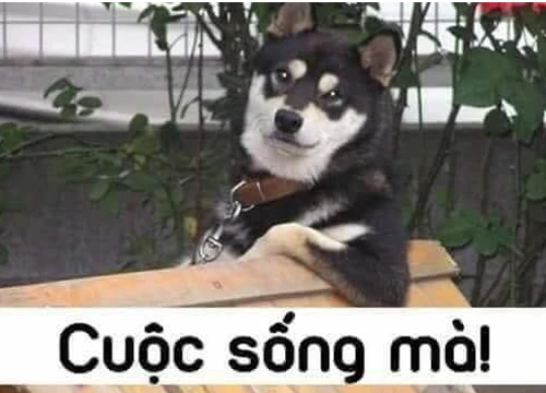 Câu nói hot nhất hôm nay: "Cuộc sống mà" và chuyện bi hài phía sau khiến ai cũng bó tay!