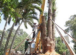 Công an điều tra vụ cây giáng hương &#8220;khủng&#8221; bị bứng