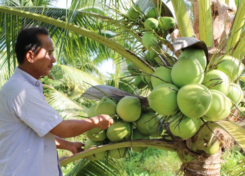 Độc đáo: Trồng giống dừa thơm mùi dứa, mỗi tháng có 20 triệu đồng