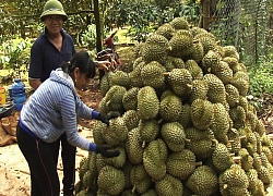 Giá sầu riêng cao ngất, bảo kê đe dọa thương lái, ép nông dân