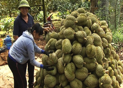 Giá sầu riêng cao ngất, bảo kê đe dọa thương lái, ép nông dân