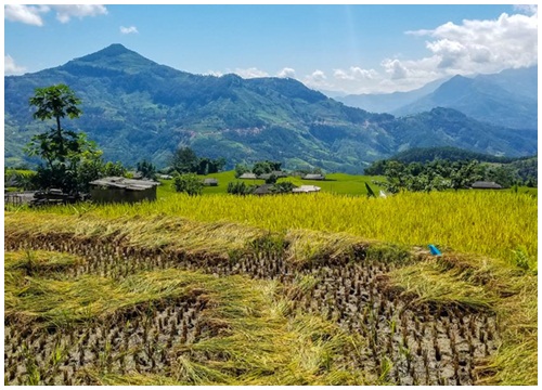 Hoàn Su Phì đẹp hút hồn mùa lúa chín